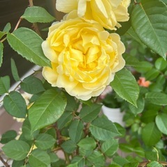れもんHT バラ🌹🌷🌷🌷🌹🌹の画像