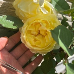 れもんHT バラ🌹🌷🌷🌷🌹🌹の画像