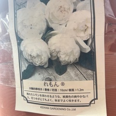 れもんHT バラ🌹🌷🌷🌷🌹🌹の画像