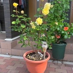 れもんHT バラ🌹🌷🌷🌷🌹🌹の画像