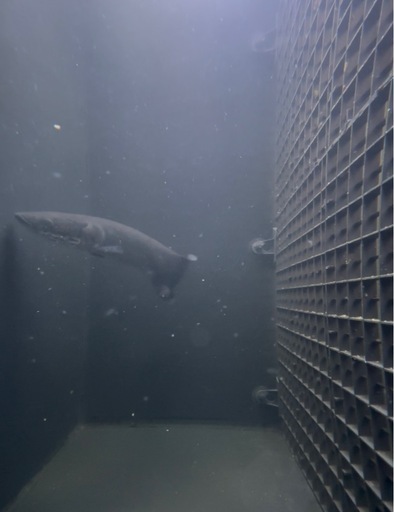 ピラルク生体 熱帯魚 大型魚