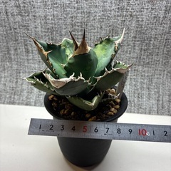 アガベ　ホワイトファイヤーの画像