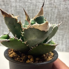 アガベ　ホワイトファイヤーの画像