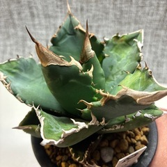 アガベ　ホワイトファイヤーの画像