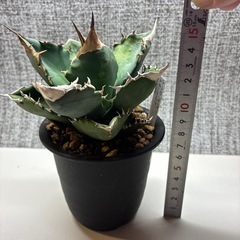 アガベ　ホワイトファイヤーの画像