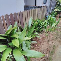 観葉植物　ハラン