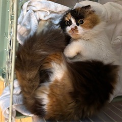 長毛三毛猫たれみみ女の子