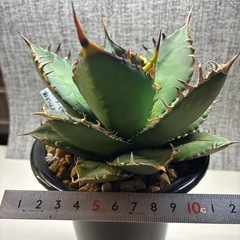 アガベ　実生オアハカ産の画像