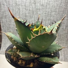 アガベ　実生オアハカ産の画像
