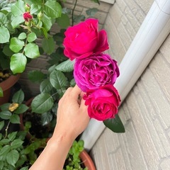 はいからバラ🌷🌹　綺麗
