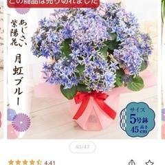アジサイ 紫陽花 鉢植え
