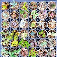 【交渉中】多肉植物　36種ミニセット①　斑入りあり