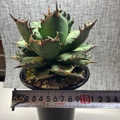 アガベ　姫厳竜の画像