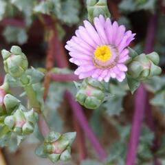琴爪菊（ｷﾝｿｳｷﾞｸ）カット苗10本