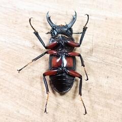 アカアシクワガタ(大阪府豊能郡豊能町産)F1新成虫♂♀ペア  ②の画像