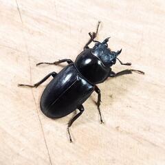 アカアシクワガタ(大阪府豊能郡豊能町産)F1新成虫♂♀ペア  ②の画像