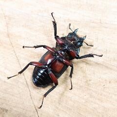 アカアシクワガタ(大阪府豊能郡豊能町産)F1新成虫♂♀ペア  ②の画像