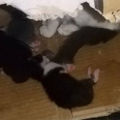 1度募集停止します(追記 仔猫4匹でした)仔猫3匹の里親様を募集します - 福山市