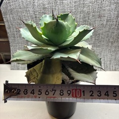 アガベ　イシスメンシスの画像