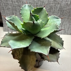 アガベ　イシスメンシスの画像