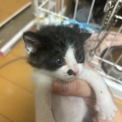 【里親募集】白黒ちゃん