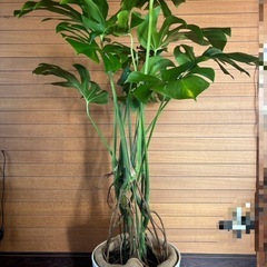 観葉植物 モンステラ②