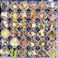 多肉植物　36種ミニセット②　名無し多め