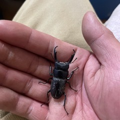 クワガタ