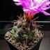 ランキングキーワードに紐づく投稿画像-多肉植物
