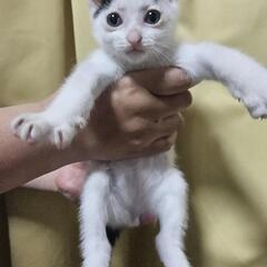 人懐こい甘えん坊🤍白黒ぶち・生後6週オス