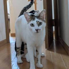 6月1日（日）里親会参加★ルー君★