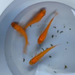 メダカ 紅帝 4匹セット500円 【無人販売】