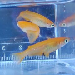 メダカ 紅帝 4匹セット500円 【無人販売】の画像