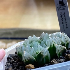 ハオルチア