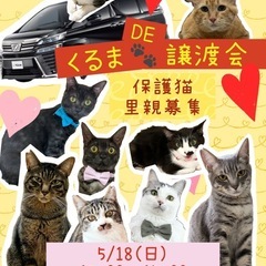 『車で譲渡会🚙にゃお子んち』🐈保護猫譲渡会　珈蔵　熊本小山店