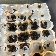 爬虫類餌デュビア