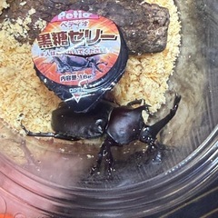国産カブトムシ1ペア（種親レッドボディー系）