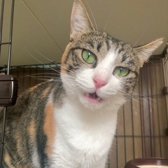 明日18日(日)保護猫多数参加！譲渡会