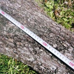 柿の木　黒柿　の画像
