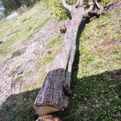 柿の木　黒柿　の画像