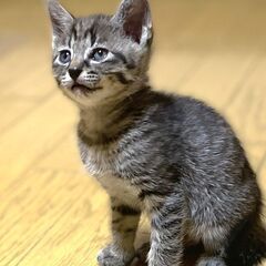【かりん♀】2025年4月9日生れ