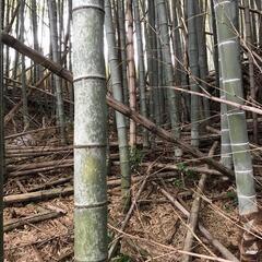 ⑤天然の竹。タダです。切ってお持ち帰り下さい。の画像