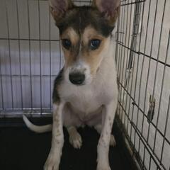 元野犬の子。愛情を持ってゆっくり家族になってくれるオウチを探して...