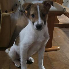 元野犬の子でやんちゃですが人見知り…人馴れ半分のみかんです！