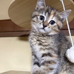 【里親募集】生後2ヶ月子猫 ①