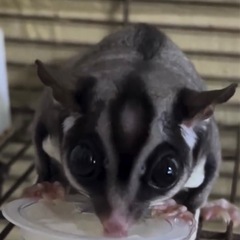 モモンガ　雄4才