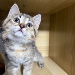【里親募集】生後2ヶ月子猫 ②