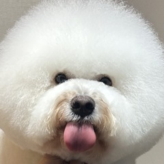 トリミング　4500円〜