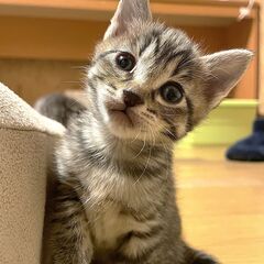 【きなこ♀】2025年4月9日生れ