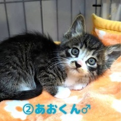可愛い子猫たち(Sac) - 春日井市